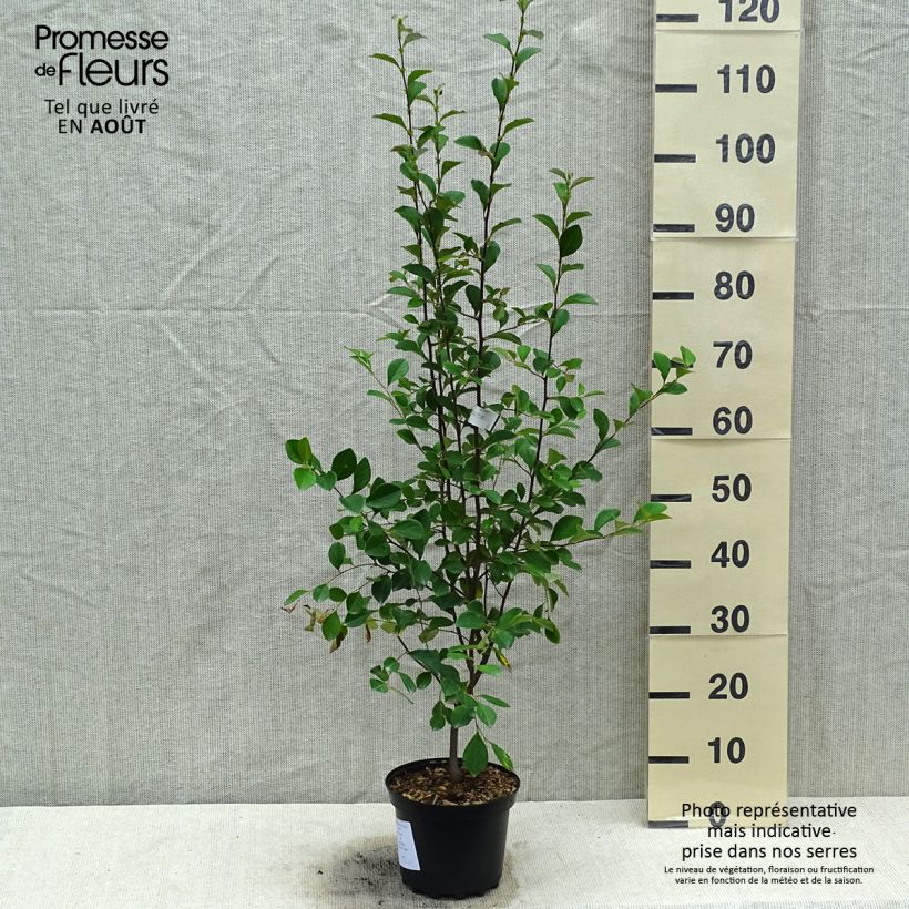 Ejemplar de Pseudocydonia sinensis - Membrillero de China Maceta 3L/4LAltura de entrega aprox. 50/60cm entregado en verano