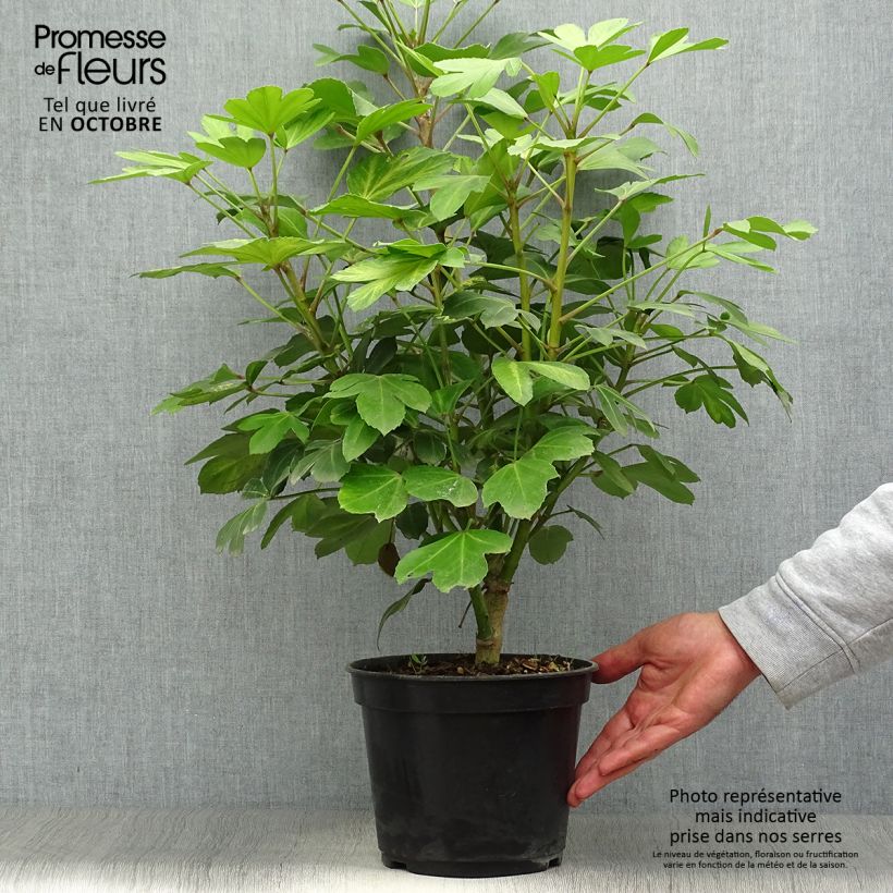 Ejemplar de Pseudopanax Gecko Gold Maceta 3L/4L entregado en otoño