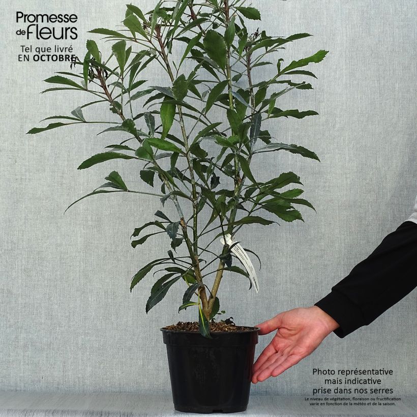 Ejemplar de Pseudopanax Dark Star Maceta 2L/3L entregado en otoño