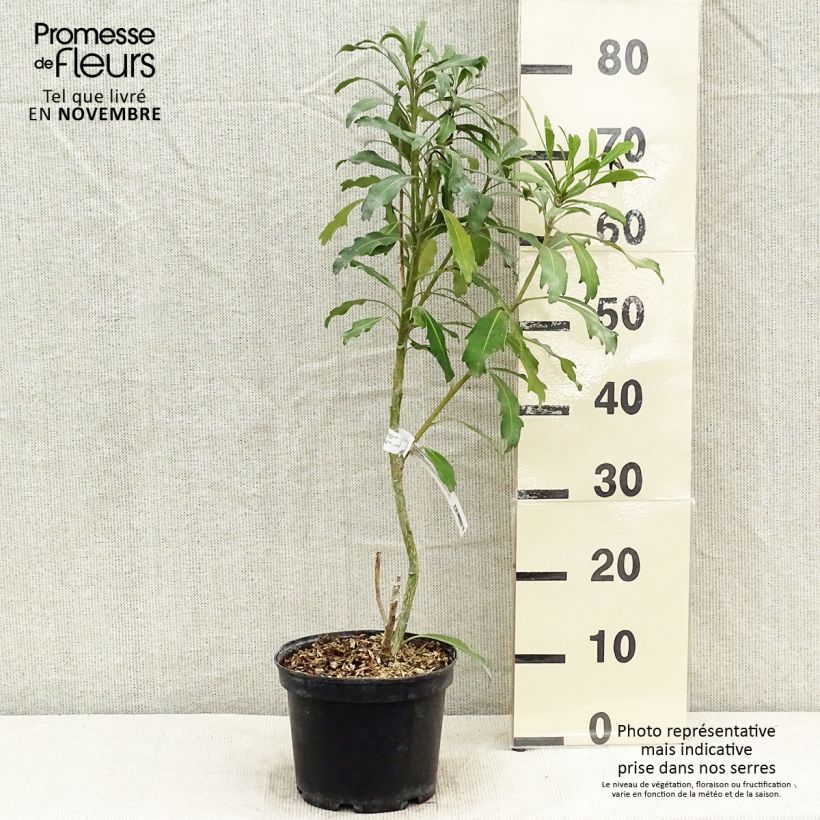 Ejemplar de Pseudopanax Goldfinger Maceta 3L/4L entregado en otoño