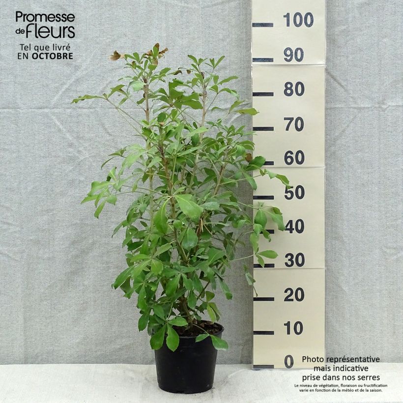 Ejemplar de Pseudopanax Goldsplash Maceta 3L/4L entregado en otoño