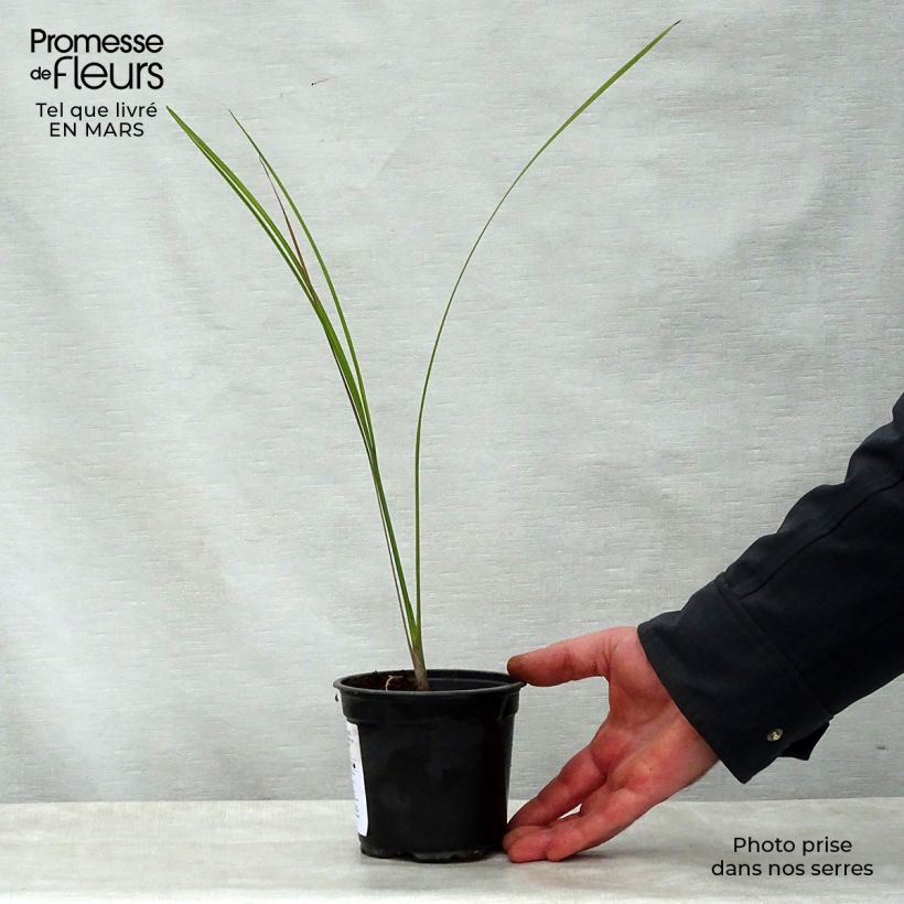 Pseudophoenix sargentii - Palmera Maceta de 12 cm / 13 cmAltura de entrega aprox. 20/30cm Ejemplar entregado en la primavera