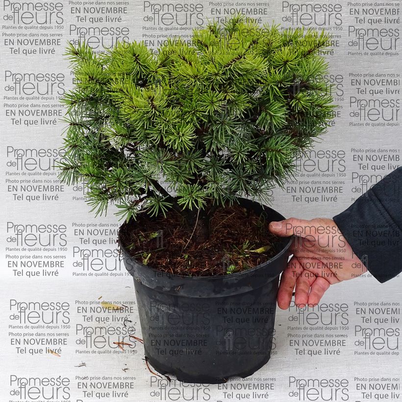 Ejemplo de ejemplar de Pseudotsuga menziesii Bhiela Lhota - Pino de Oregón Maceta 4L/5LAltura de entrega aprox. 20/25cm tal y como se entrega