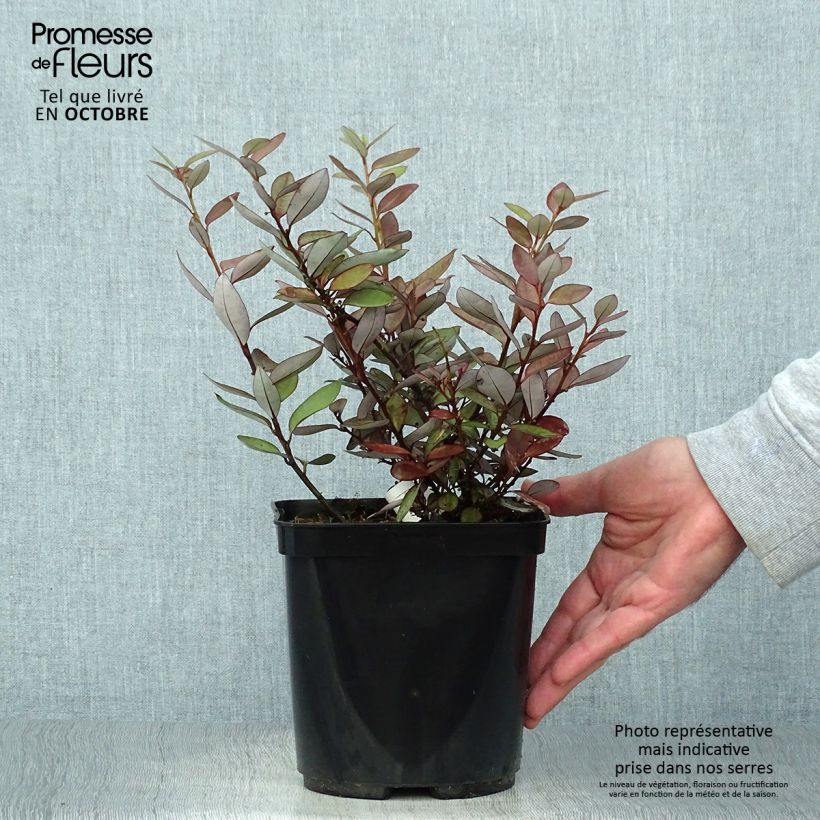 Ejemplar de Pseudowintera colorata Maceta 2L/3L entregado en otoño