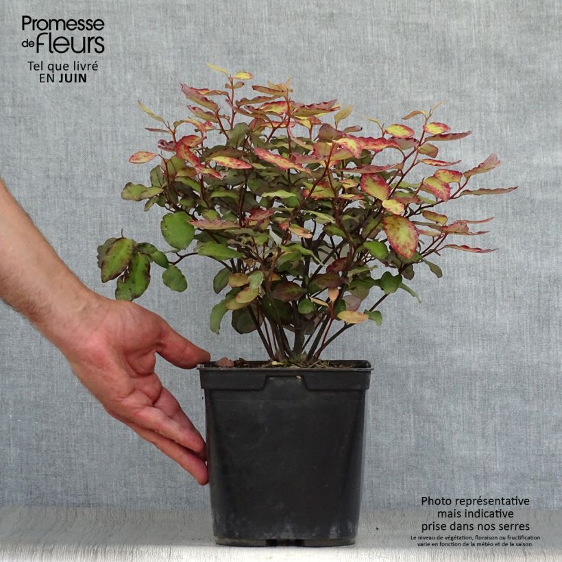 Ejemplar de Pseudowintera colorata Red Leopard Pot de 2L/3L entregado en verano