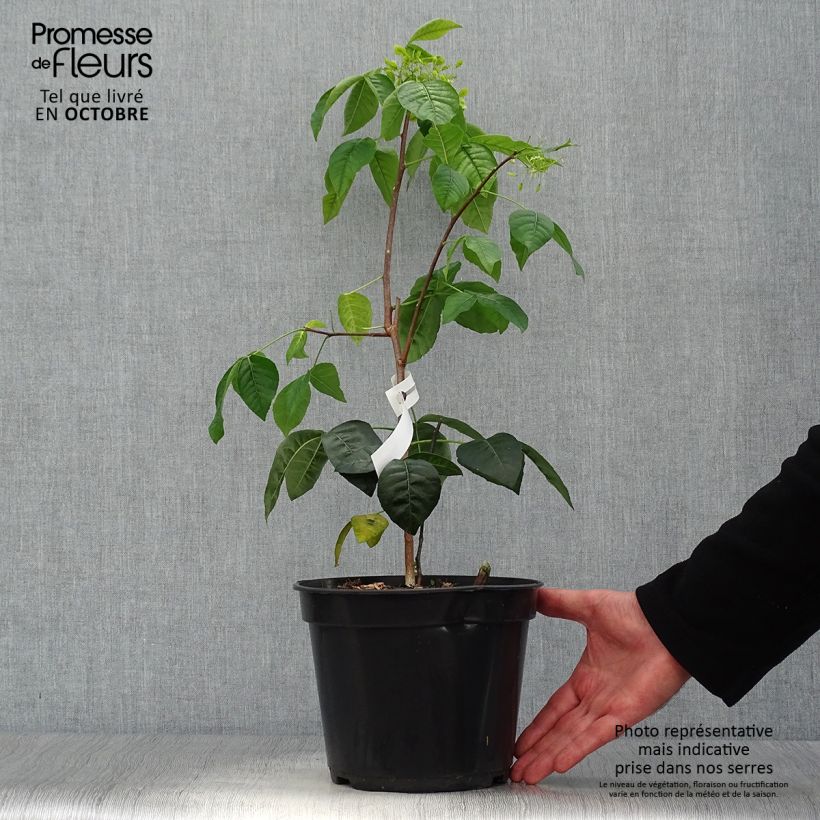Ejemplar de Ptelea trifoliata Aurea - Palo zorrillo Maceta 3L/4L entregado en otoño