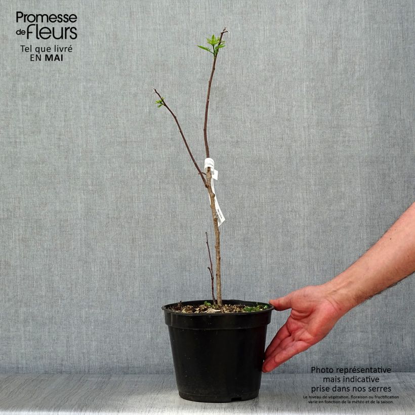 Ptelea trifoliata - Palo zorrillo Maceta 3L/4L Ejemplar entregado en la primavera