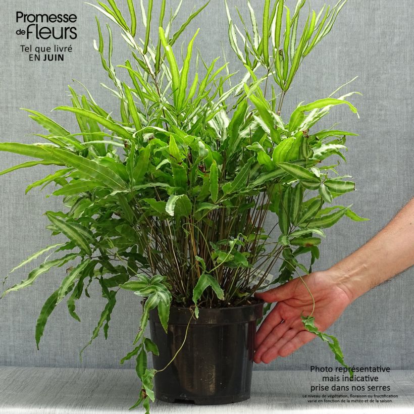 Ejemplar de Pteris nipponica - Helecho Maceta 3L/4L entregado en verano