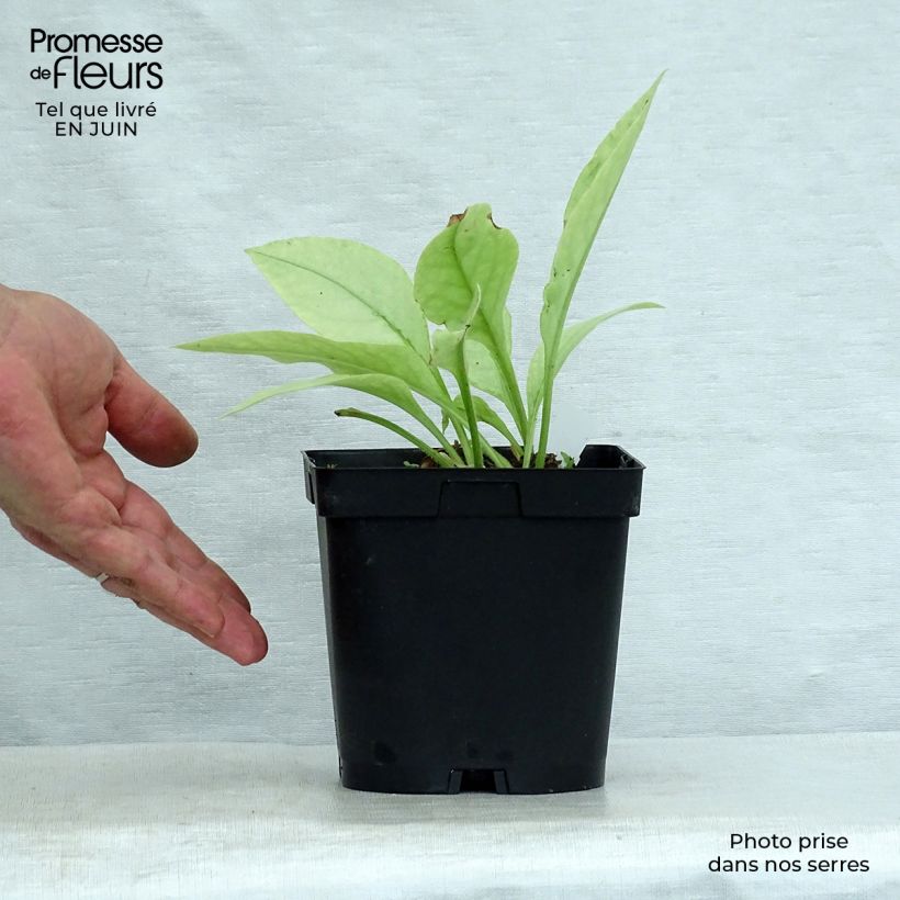 Ejemplar de Pulmonaria Majesté Maceta 2L/3L entregado en verano