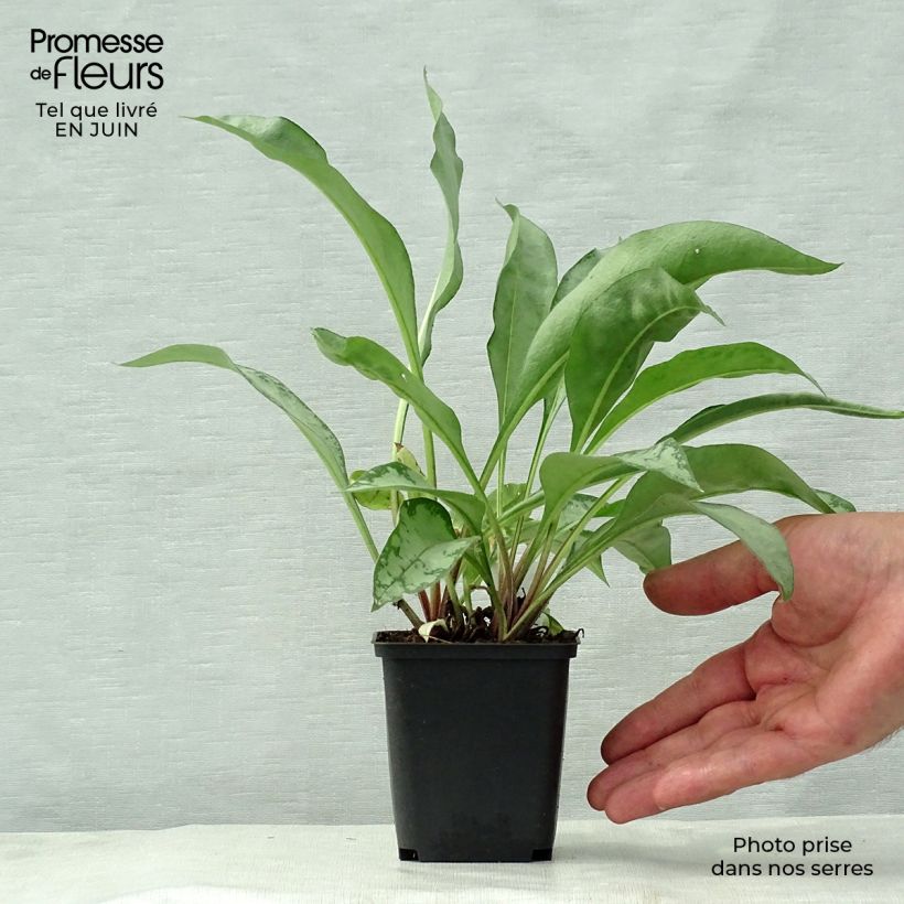 Ejemplar de Pulmonaria Samourai - Pulmonaire hybride Godet de 9cm entregado en verano