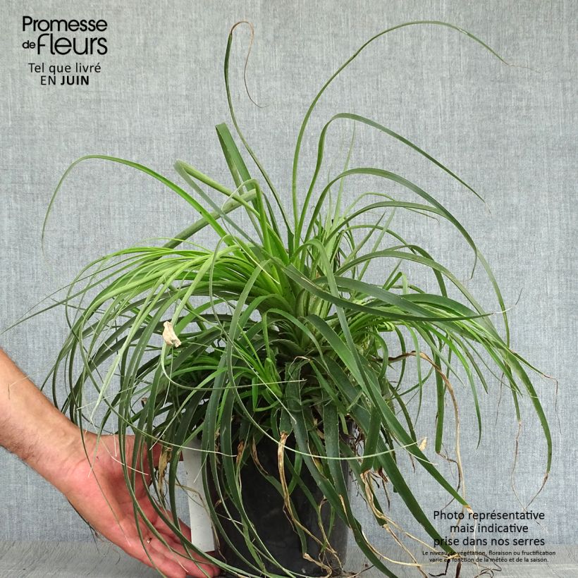 Ejemplar de Puya alpestris Maceta 2L/3L entregado en verano