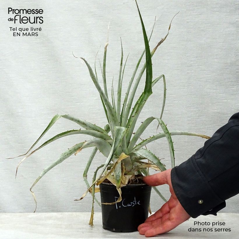 Puya castellanosii Maceta de 12 cm / 13 cm Ejemplar entregado en la primavera