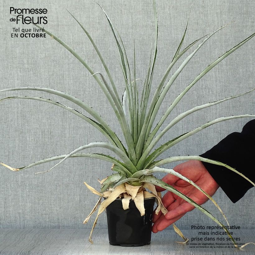 Ejemplar de Puya castellanosii Maceta de 12 cm / 13 cm entregado en otoño
