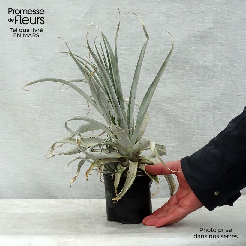 Puya harmsii Maceta de 12 cm / 13 cm Ejemplar entregado en la primavera