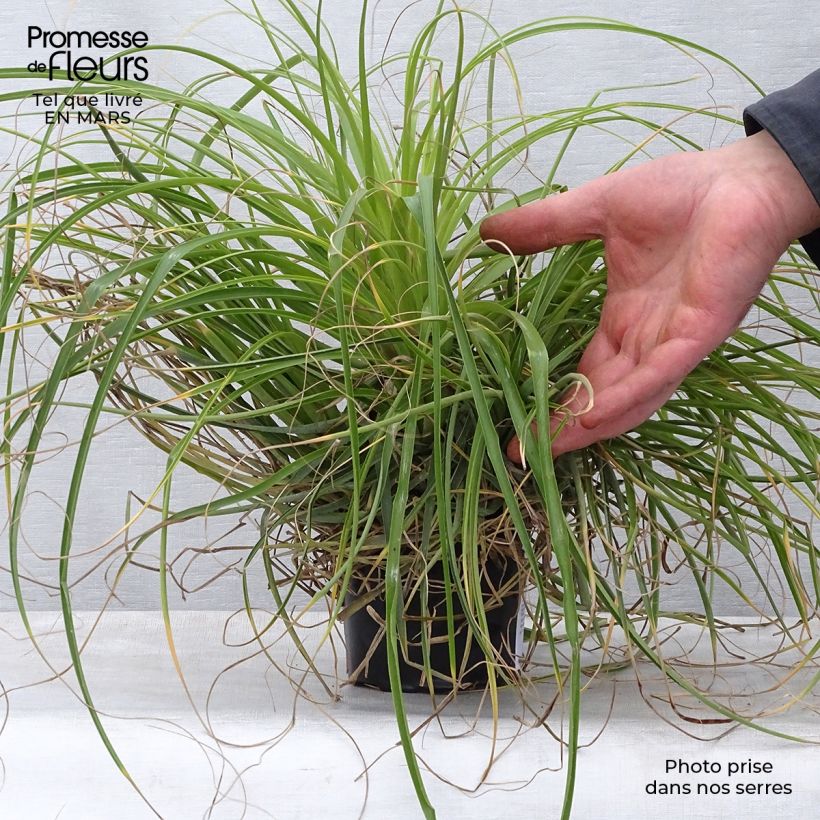 Puya mirabilis - Chagual en pot de 12 cm Ejemplar entregado en la primavera