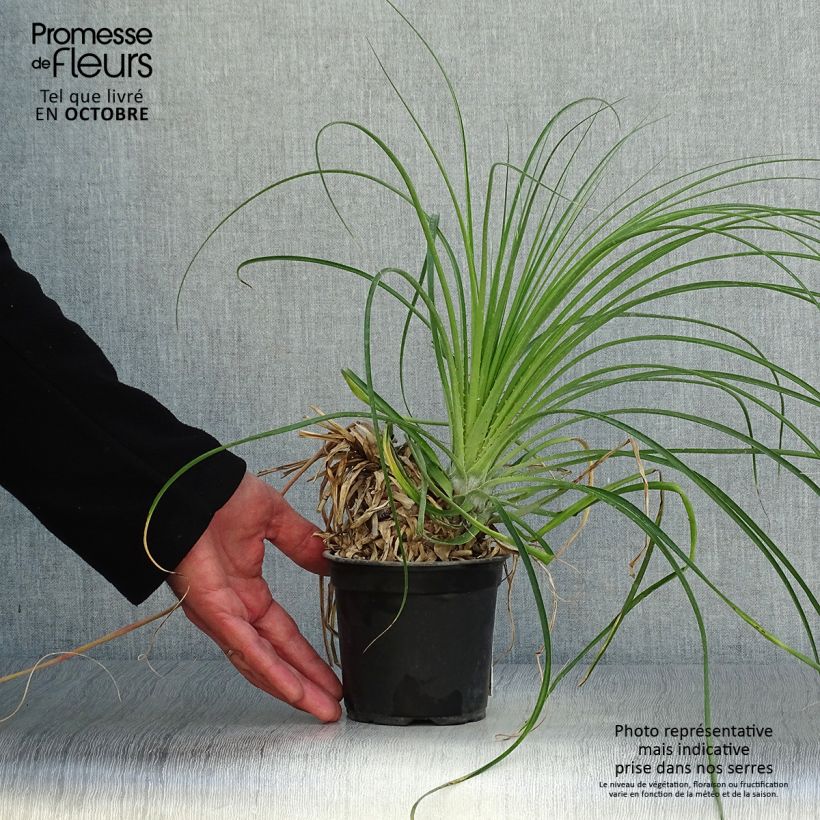 Ejemplar de Puya mirabilis Maceta de 12 cm / 13 cm entregado en otoño