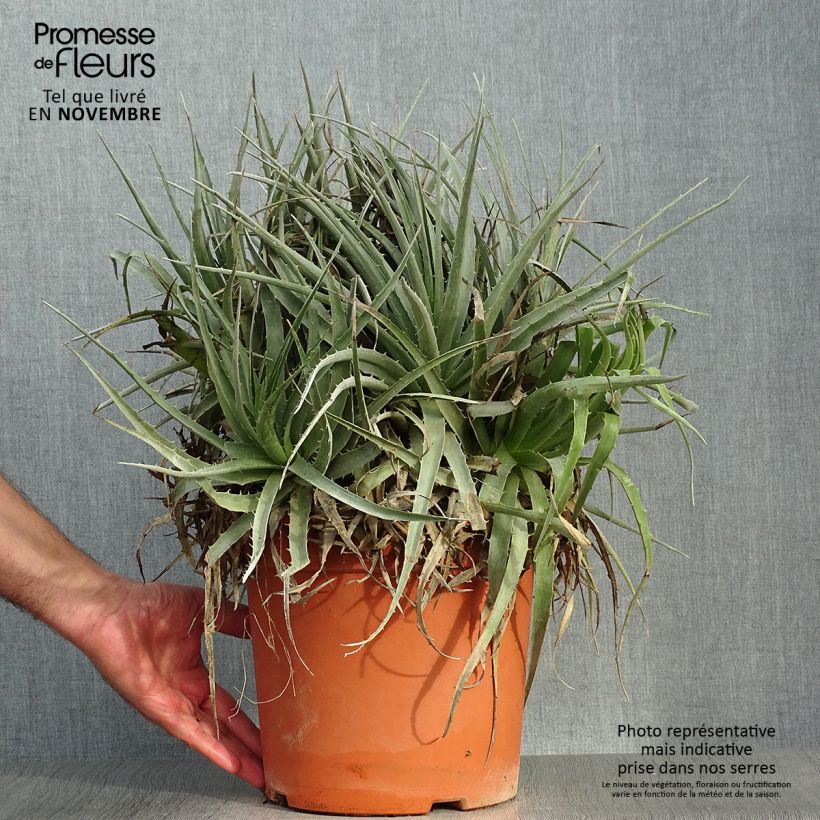 Ejemplar de Puya venusta - Chagualillos Maceta 7,5L/10L entregado en otoño