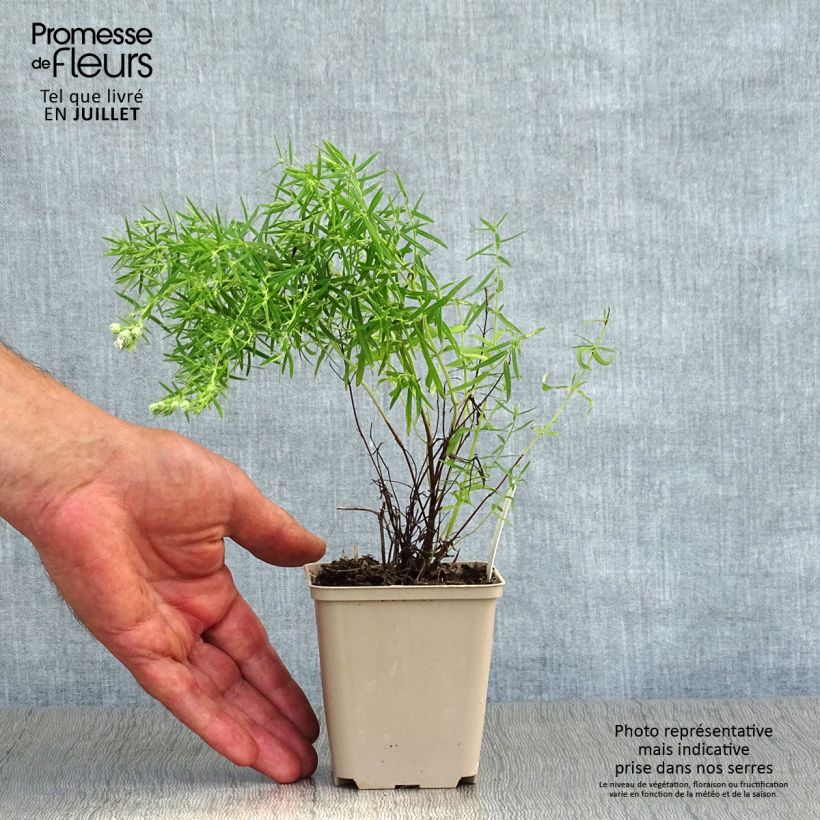 Ejemplar de Menta de montaña - Pycnanthemum flexuosum Maceta de 8/9 cm entregado en verano
