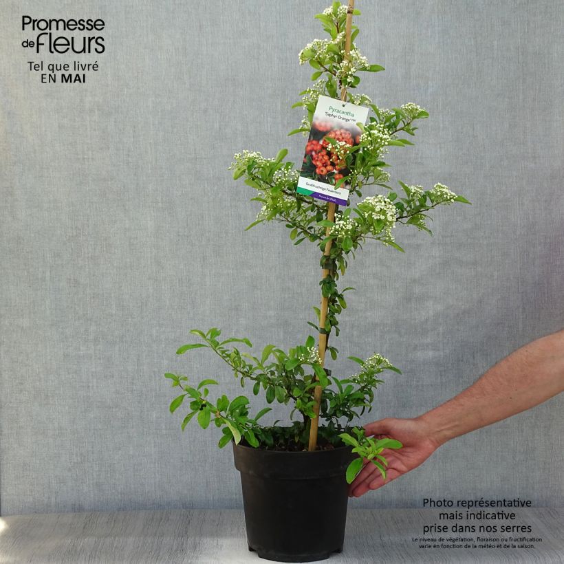 Piracanta coccinea SAPHYR Orange Maceta 6L/7L Ejemplar entregado en la primavera