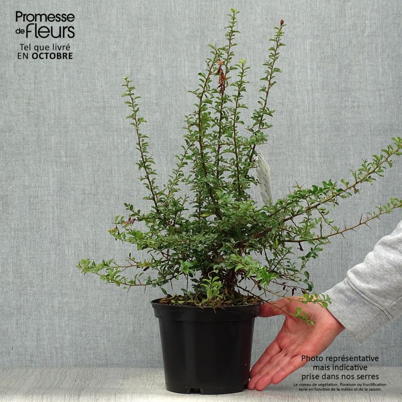 Ejemplar de Piracanta Teton Maceta 2L/3L entregado en otoño