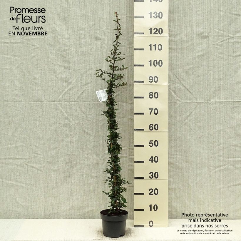 Ejemplar de Piracanta coccinea Red Column Maceta 2L/3L entregado en otoño