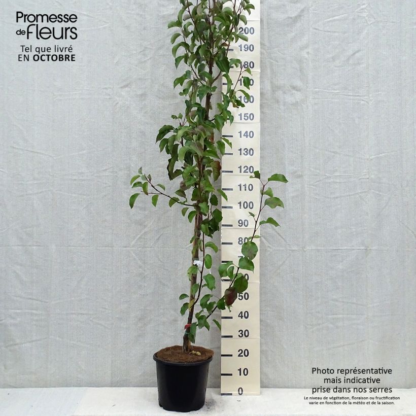 Ejemplar de Pyrus calleryana Chanticleer   - Peral de flor Maceta 12L/15L entregado en otoño