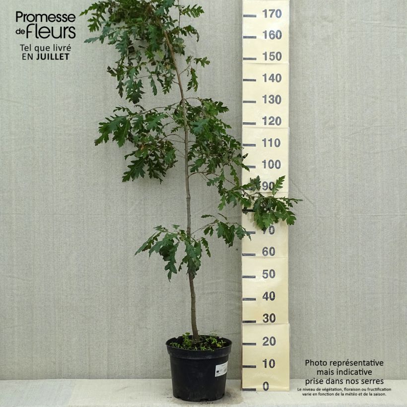 Ejemplar de Roble de Turquía - Quercus cerris Maceta 7,5L/10LAltura de entrega aprox. 180/200cm entregado en verano