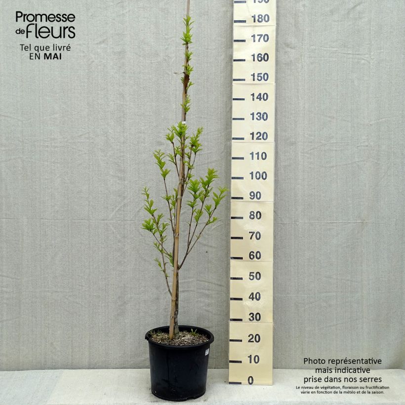 Quercus warei Windcandle Maceta 12L/15LAltura de entrega aprox. 150/175cm Ejemplar entregado en la primavera