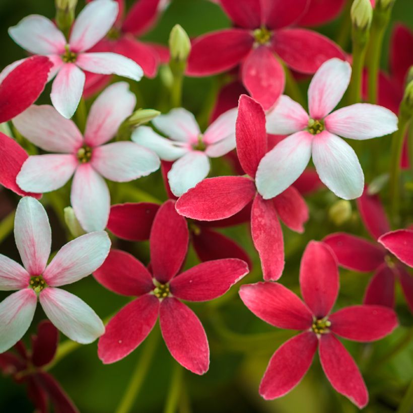 Quisqualis indica - Pisquala (Floración)