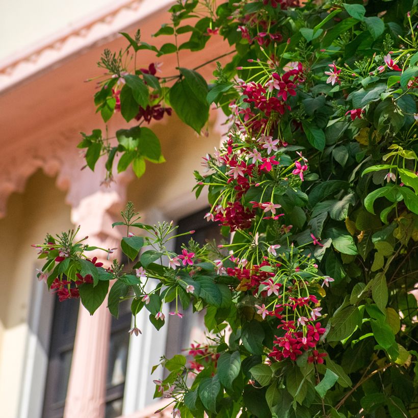 Quisqualis indica - Pisquala (Porte)