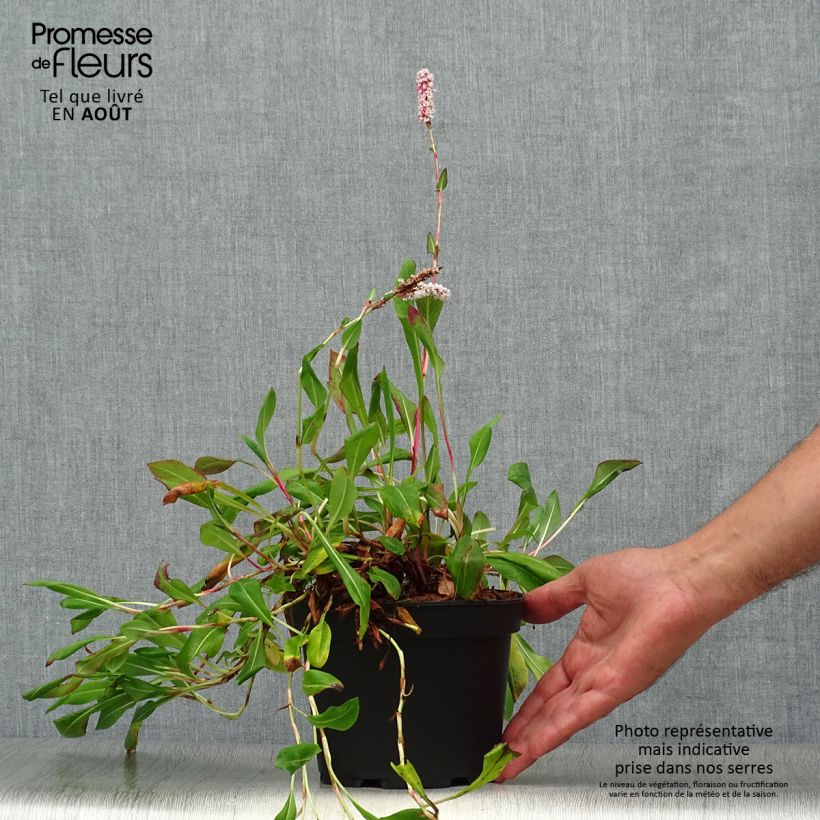 Ejemplar de Persicaria affinis Donald Lowndes Maceta 2L/3L entregado en verano