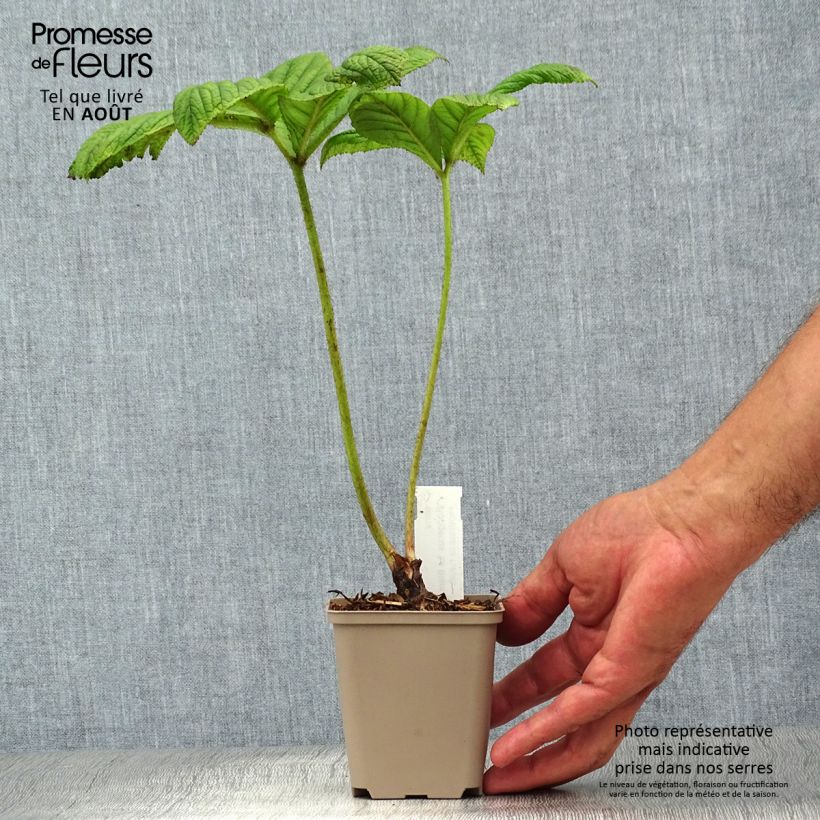 Ejemplar de Rodgersia La Blanche Maceta de 8/9 cm entregado en verano
