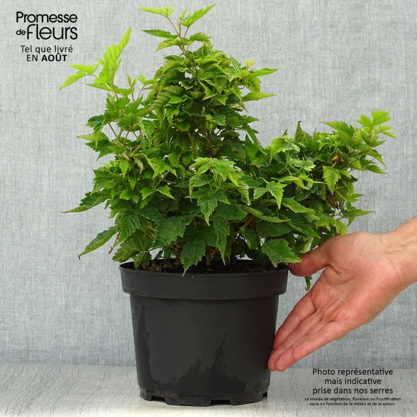 Ejemplar de Rubus spectabilis Olympic Double - Zarza del salmon Maceta 3L/4LAltura de entrega aprox. 20/30cm entregado en verano