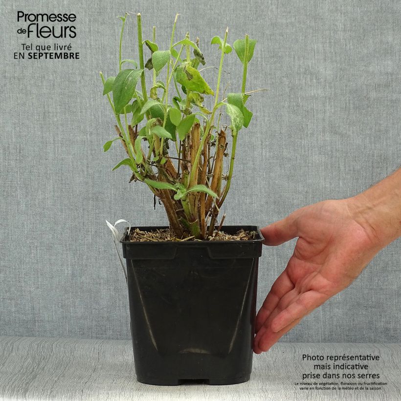 Ejemplar de Rudbeckia hirta Giggling SmileyZ Maceta 2L/3L entregado en otoño