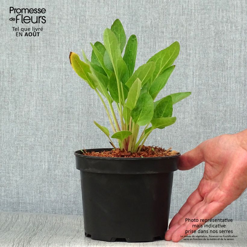 Ejemplar de Rudbeckia occidentalis Green Wizard  en pot de 2L3L entregado en verano