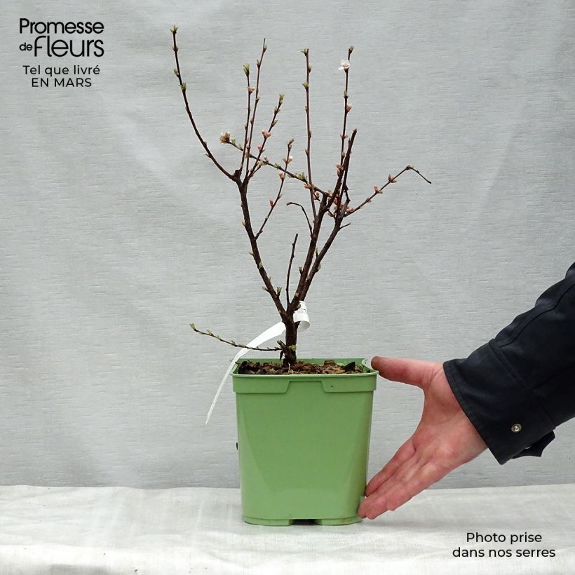 Prunus tomentosa - Cereza de Nanjín Maceta 2L/3LAltura de entrega aprox. 30/40cm Ejemplar entregado en la primavera