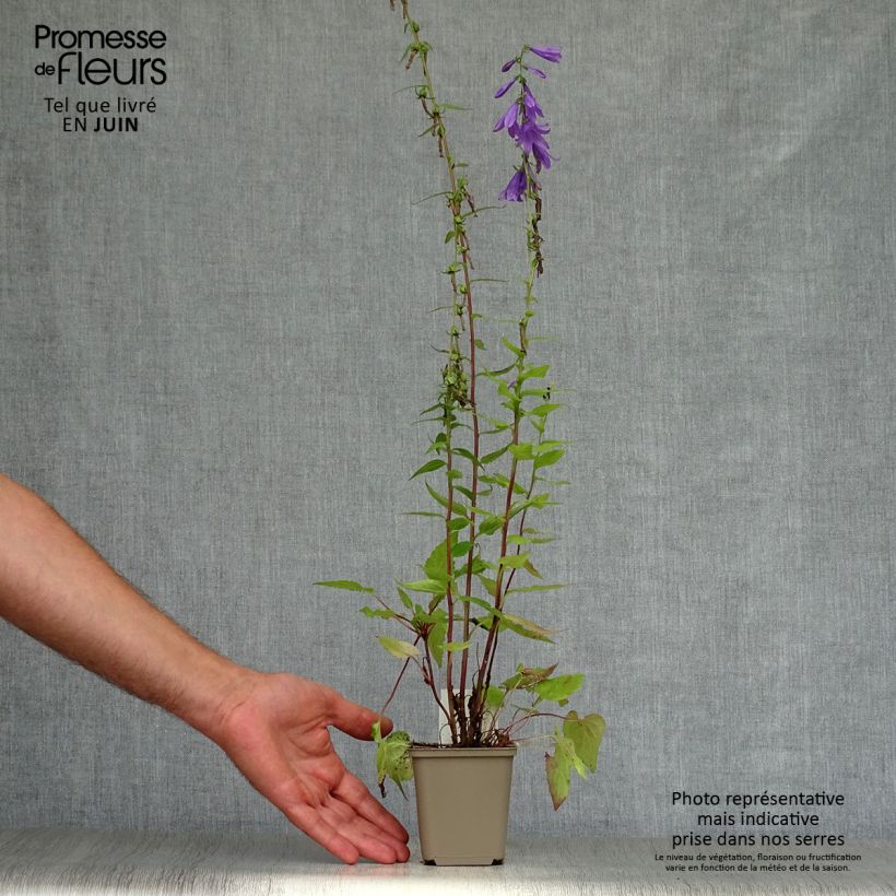 Ejemplar de Campanula rapunculus Maceta de 7/8 cm entregado en verano
