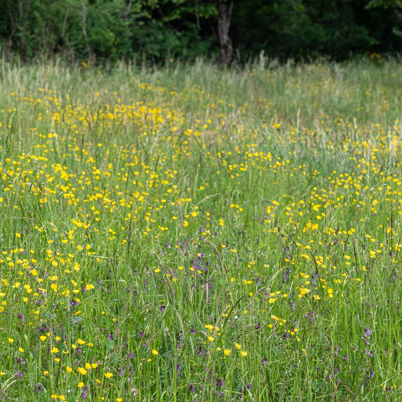 Ranunculus acris - Botón de oro (Porte)