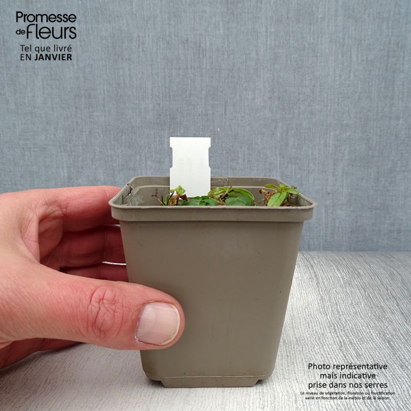 Ranunculus ficaria Flore Pleno - Celidonia menor Maceta de 8/9 cm Ejemplar entregado en invierno