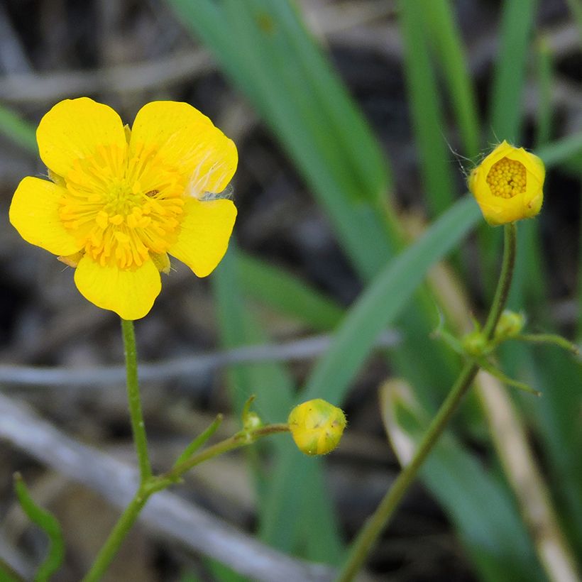 Ranunculus flammula - Hierba flámula (Floración)