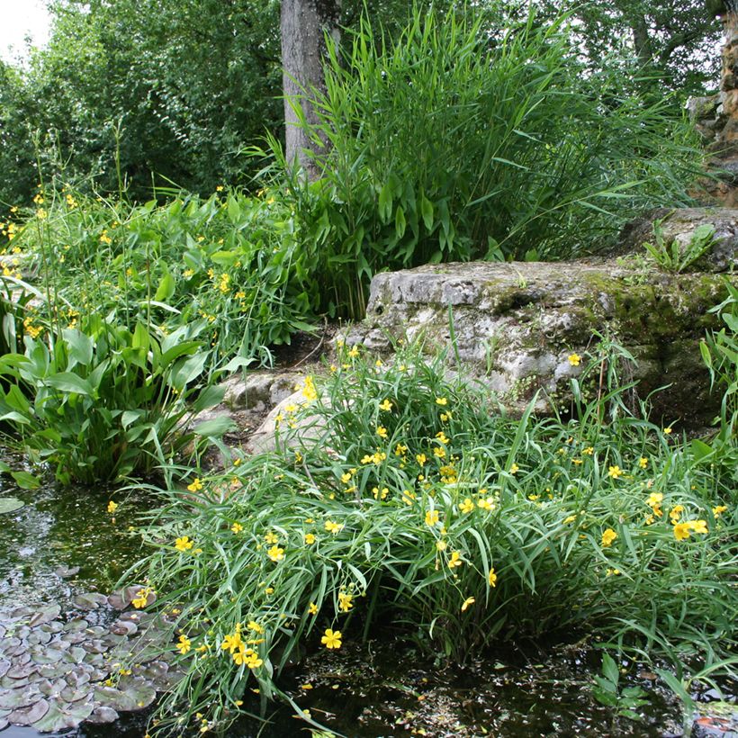 Ranunculus flammula - Hierba flámula (Porte)