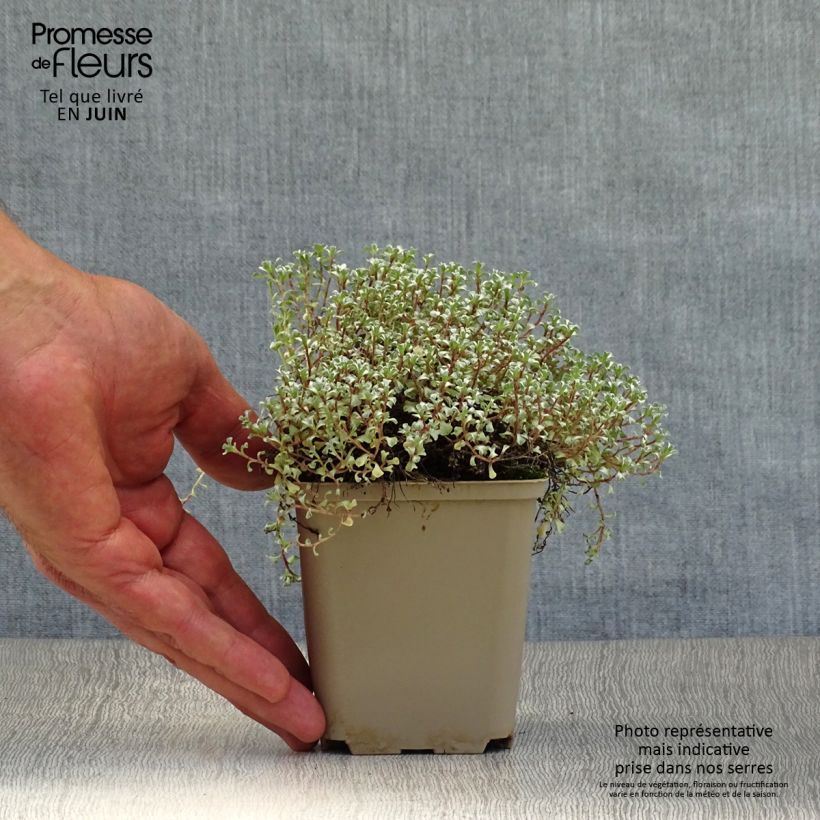 Ejemplar de Raoulia australis - Oveja vegetal Maceta de 8/9 cm entregado en verano