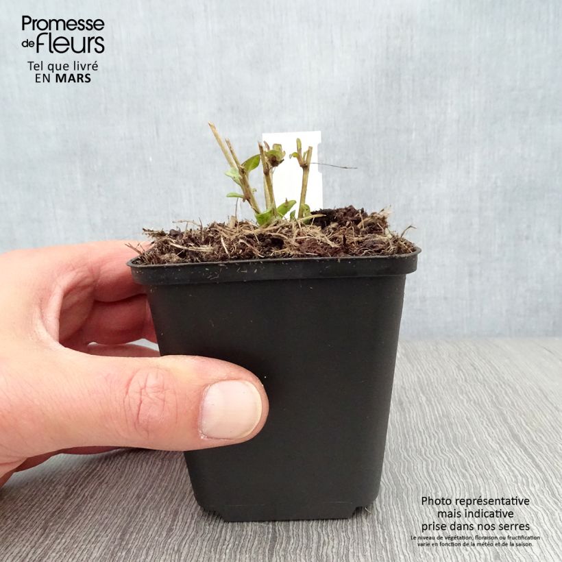 Ratibida columnifera Pulcherrima - Sombrero mexicano Maceta de 8/9 cm Ejemplar entregado en la primavera