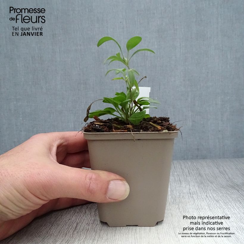 Ratibida columnifera Red Midget - Sombrero mexicano Maceta de 8/9 cm Ejemplar entregado en invierno