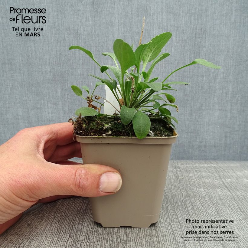 Ratibida columnifera Red Midget - Sombrero mexicano Maceta de 8/9 cm Ejemplar entregado en la primavera