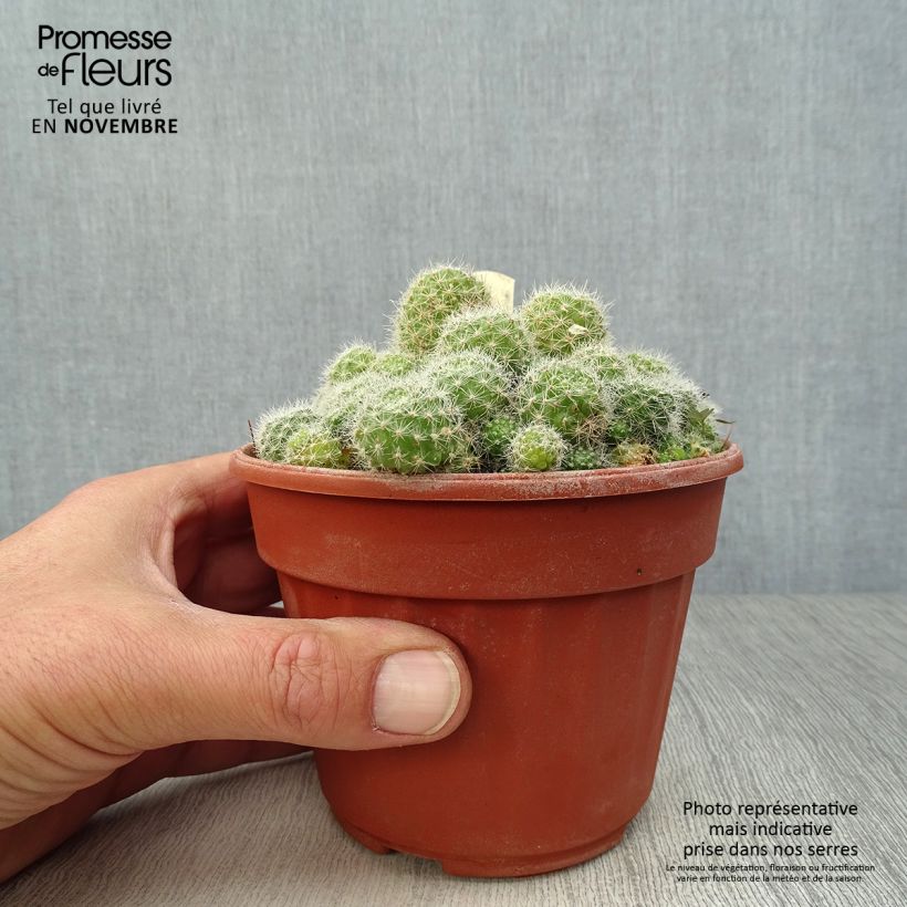 Ejemplar de Rebutia sp. Maceta de 12 cm / 13 cm entregado en otoño