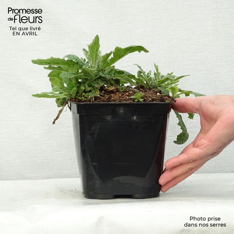 Rehmannia Polina Maceta 2L/3L Ejemplar entregado en la primavera