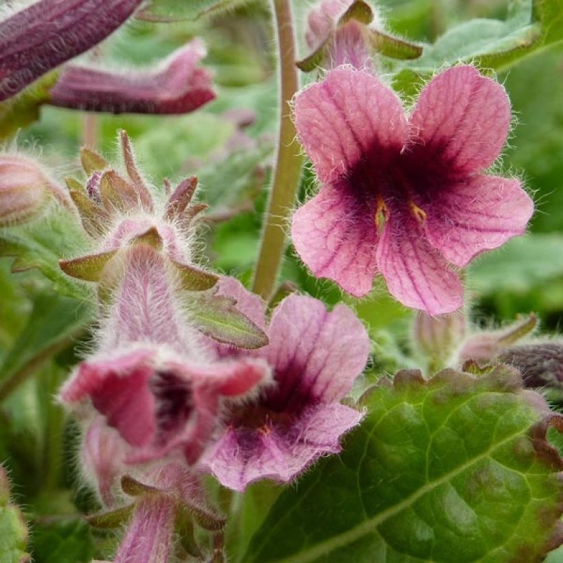 Rehmannia henryi (Floración)
