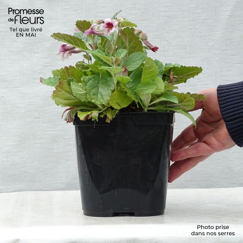 Rehmannia henryi - Rehmannia Pot de 2L/3L Ejemplar entregado en la primavera