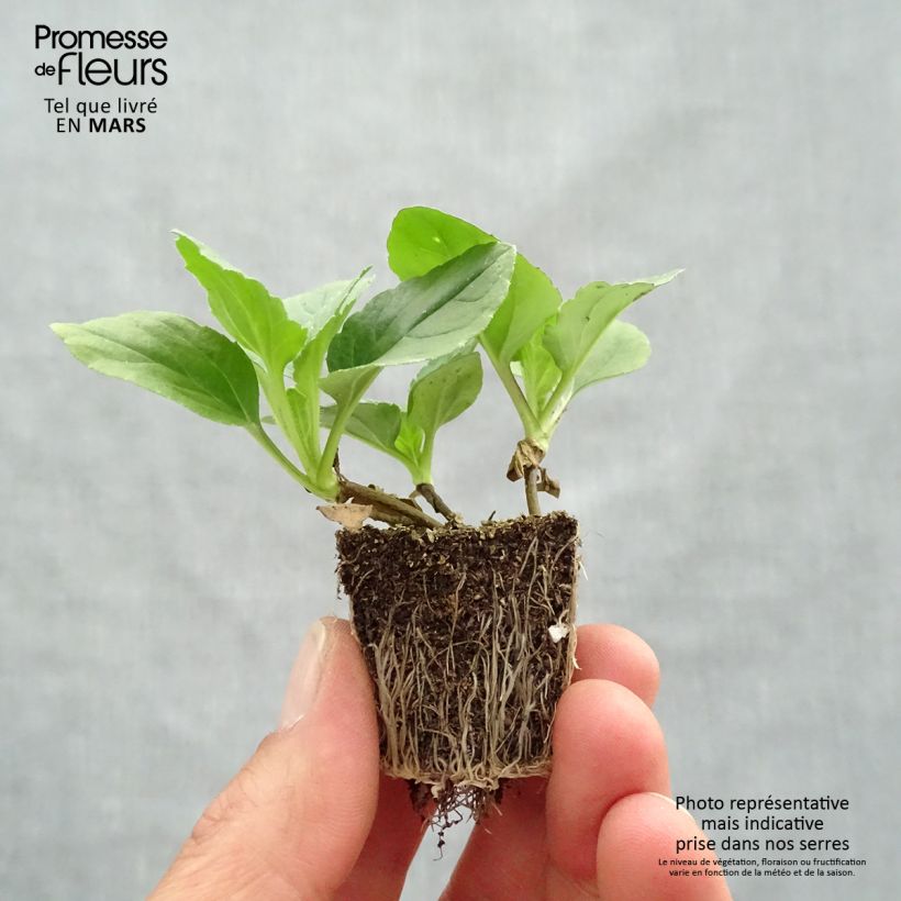 Callistephus sinensis Matsumoto Mix Bandeja de semillero: cepellón 3,8 cm x 3,2 cm en bandeja de cultivo por 16 Ejemplar entregado en la primavera